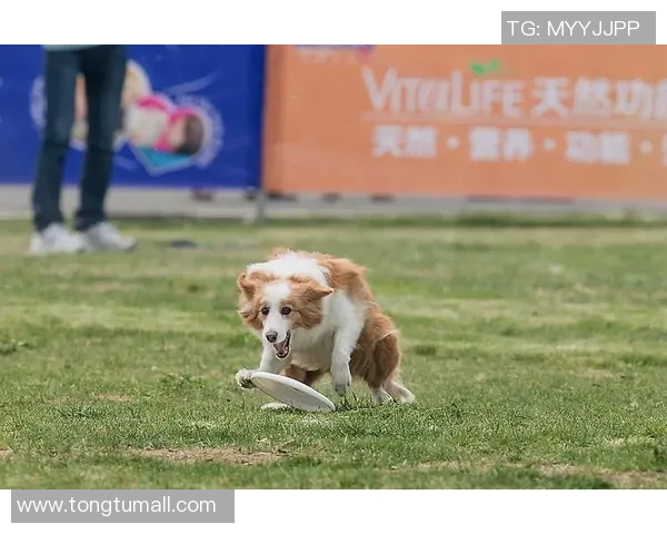 北京飞盘队在极限运动世界杯中的逆袭之路与荣耀时刻揭秘